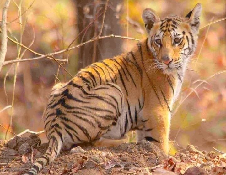 Kanha